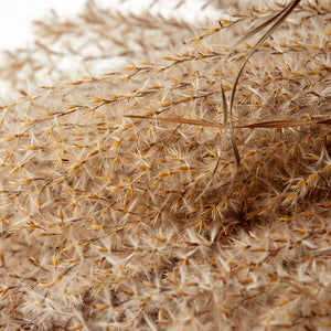 Fluffy Reed Grass, Natural Pink