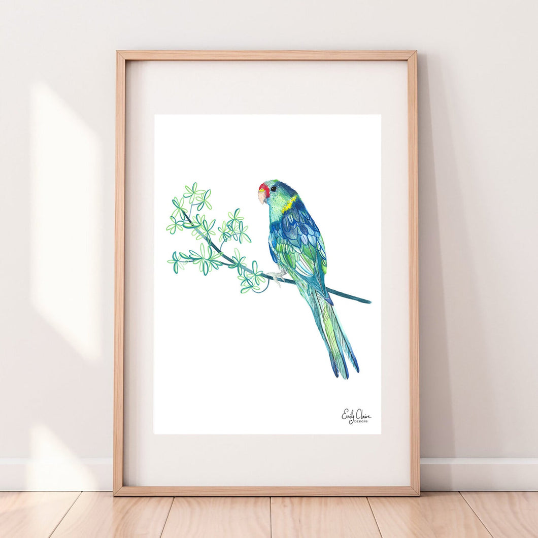 Australian Ringneck Bird Wall Print