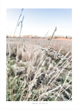 Grass Field Wall Print