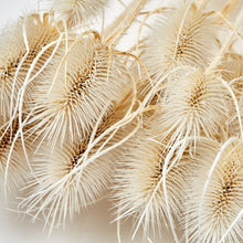 Marshy thistle, White