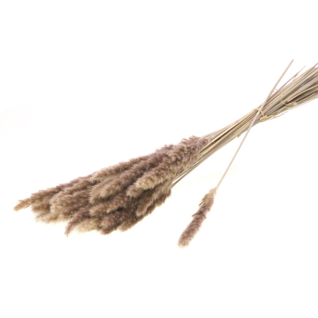 Reed grass, Natural